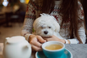 10 Pet-Friendly Καφετέριες στην Αθήνα